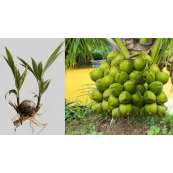 Watering Coconut Plant
